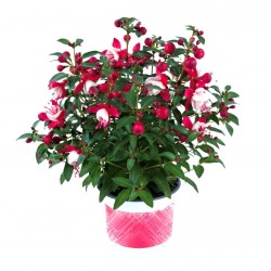 Bokros fukszia Piros-fehér színben - Fuchsia Summer Ball Red-White