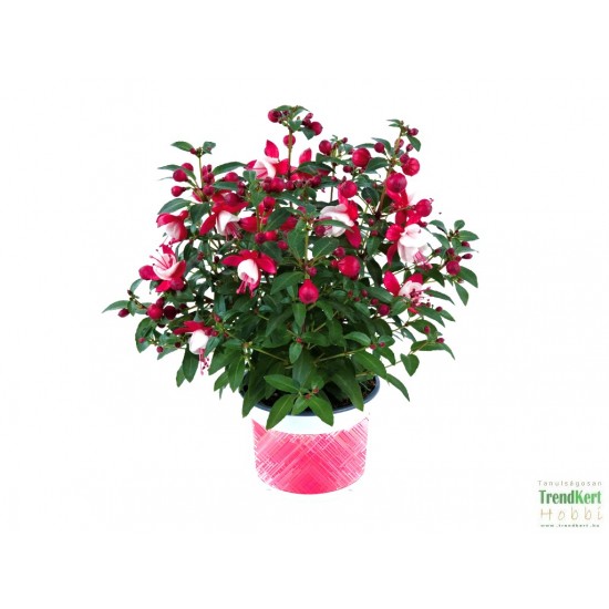 Bokros fukszia Piros-fehér színben - Fuchsia Summer Ball Red-White