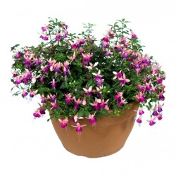 Bokros fukszia rózsaszín-kék színben - Fuchsia Summer Hot Pink-Blue