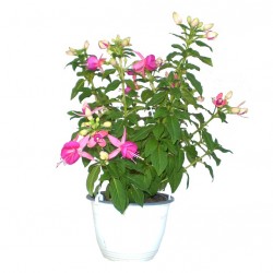 Bokros fukszia rózsaszín-lila színben - Fuchsia Summer Hot Pink-Lilac