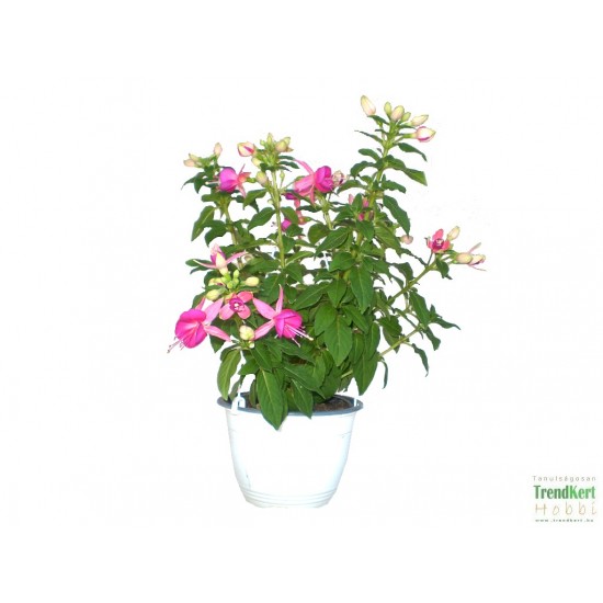 Bokros fukszia rózsaszín-lila színben - Fuchsia Summer Hot Pink-Lilac