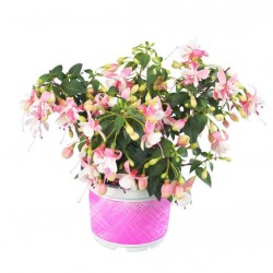 Bokros fukszia rózsaszín-fehér színben - Fuchsia Summer Hot Pink-White