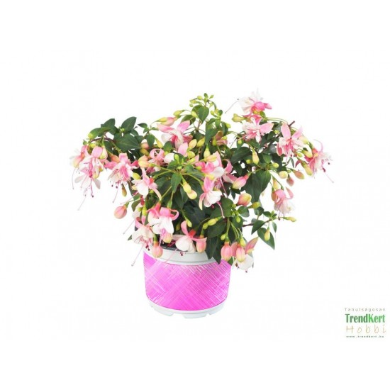 Bokros fukszia rózsaszín-fehér színben - Fuchsia Summer Hot Pink-White Bokros fukszia rózsaszín-fehér színben - Fuchsia Summer Hot Pink-White