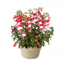 Bokros fukszia piros-fehér színben - Fuchsia Summer Hot Scarlet-White