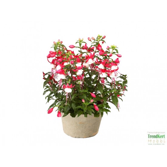 Bokros fukszia piros-fehér színben - Fuchsia Summer Hot Scarlet-White
