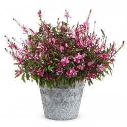 Évelő díszgyertya pink - Gaura lindheimeri Gambit Compact Pink