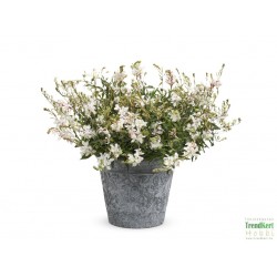 Évelő díszgyertya fehér - Gaura lindheimeri Gambit Compact White Évelő díszgyertya fehér - Gaura lindheimeri Gambit Compact White