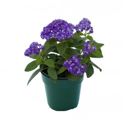 Vaníliavirág - Heliotropium arborescens