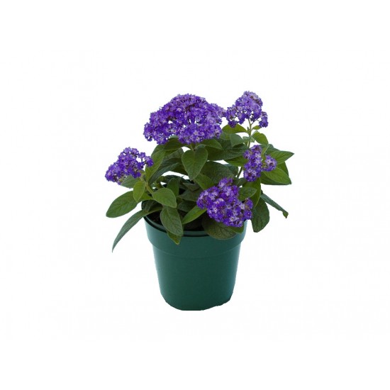 Vaníliavirág - Heliotropium arborescens