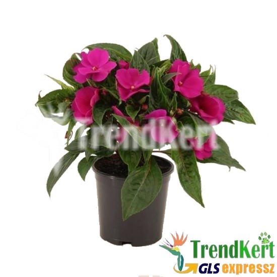 Nebáncsvirág, pistike - Impatiens New-Guinea Dark Cyclamen