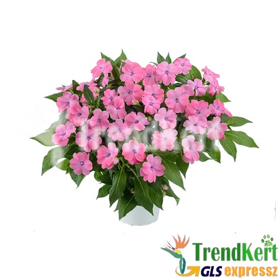Nebáncsvirág, pistike - Impatiens New-Guinea Light Pink
