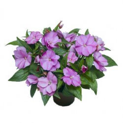 Nebáncsvirág, pistike - Impatiens New-Guinea Lilac