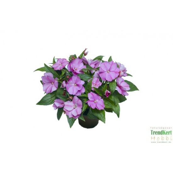 Nebáncsvirág, pistike - Impatiens New-Guinea Lilac