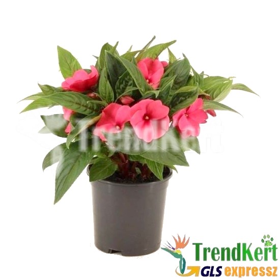 Nebáncsvirág, pistike - Impatiens New-Guinea Neon Pink