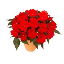 Nebáncsvirág, pistike - Impatiens New-Guinea Orange