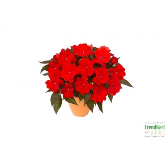 Nebáncsvirág, pistike - Impatiens New-Guinea Orange