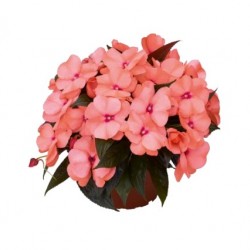 Nebáncsvirág, pistike - Impatiens New-Guinea Pastel Pink 