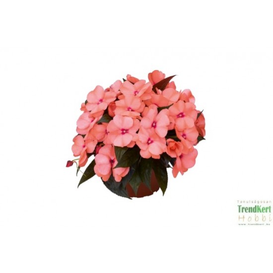Nebáncsvirág, pistike - Impatiens New-Guinea Pastel Pink 