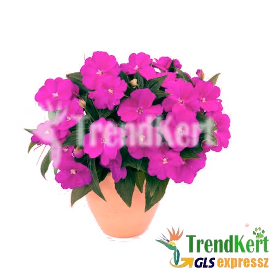 Nebáncsvirág, pistike - Impatiens New-Guinea Pink White Eye