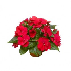 Nebáncsvirág, pistike - Impatiens New-Guinea Red