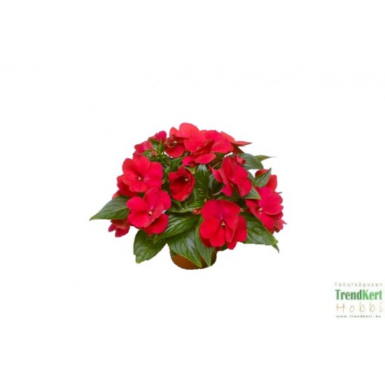 Nebáncsvirág, pistike - Impatiens New-Guinea Red