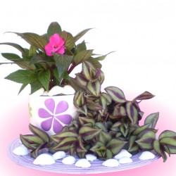 Nebáncsvirág, pistike - Impatiens New-Guinea Violet 