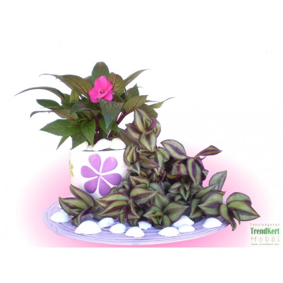 Nebáncsvirág, pistike - Impatiens New-Guinea Violet 