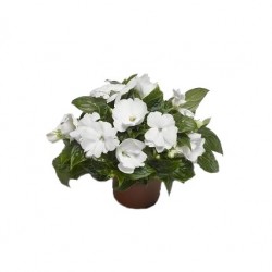 Nebáncsvirág, pistike - Impatiens New-Guinea White
