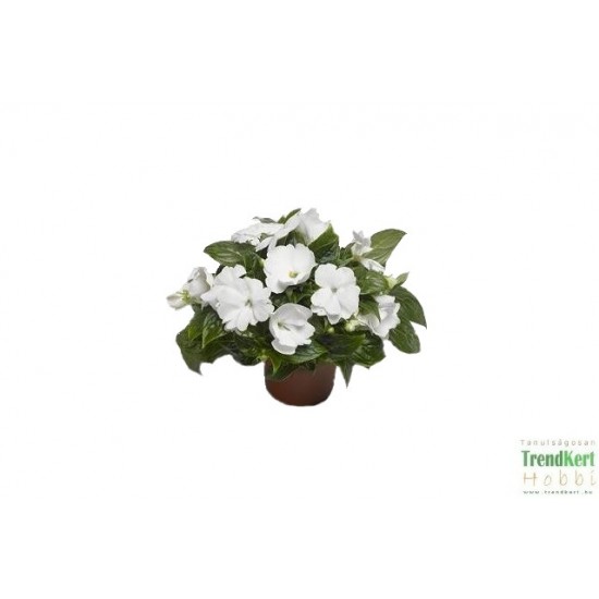 Nebáncsvirág, pistike - Impatiens New-Guinea White