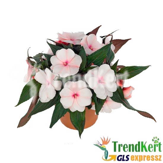 Nebáncsvirág, pistike - Impatiens New-Guinea White Cyclamen Bicolor Nebáncsvirág, pistike - Impatiens New-Guinea White Cyclamen Bicolor