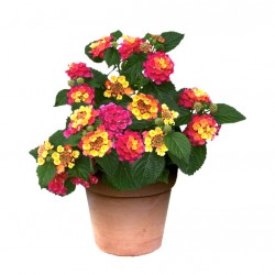 Sétányrózsa Narancs-Pink - Lantana camara OrangePink Sétányrózsa Narancs-Pink - Lantana camara OrangePink