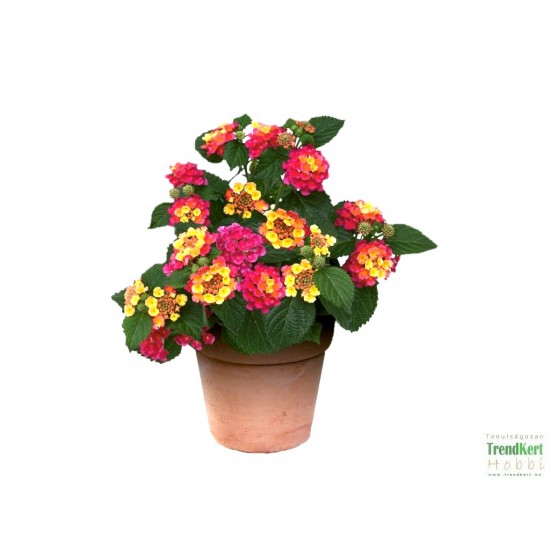 Sétányrózsa Narancs-Pink - Lantana camara OrangePink Sétányrózsa Narancs-Pink - Lantana camara OrangePink