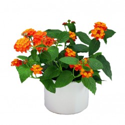 Sétányrózsa Narancs-Piros - Lantana camara OrangeRot Sétányrózsa Narancs-Piros - Lantana camara OrangeRot