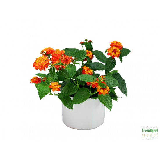 Sétányrózsa Narancs-Piros - Lantana camara OrangeRot Sétányrózsa Narancs-Piros - Lantana camara OrangeRot