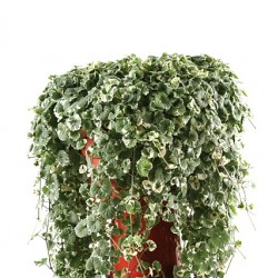 Repkény - Glechoma hederacea Variegata Repkény - Glechoma hederacea Variegata