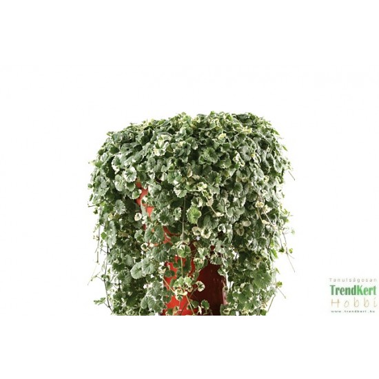 Repkény - Glechoma hederacea Variegata Repkény - Glechoma hederacea Variegata