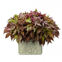 Batáta, édesburgonya, ipomea - Ipomoea batata Bronz Batáta, édesburgonya, ipomea - Ipomoea batata Bronz