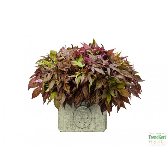 Batáta, édesburgonya, ipomea - Ipomoea batata Bronz Batáta, édesburgonya, ipomea - Ipomoea batata Bronz