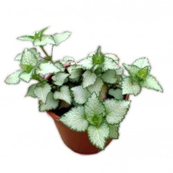 Kompakt árvacsalán - Lamium maculatum Nancy 