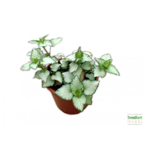 Kompakt árvacsalán - Lamium maculatum Nancy 