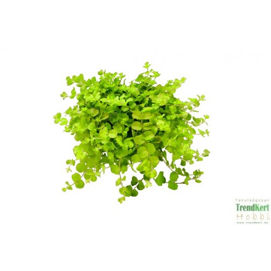 Lizinka - Lysimachia nummullaria Lizinka - Lysimachia nummullaria