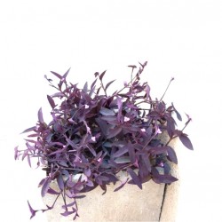 Lila pletyka - Setcreasea Purple Queen