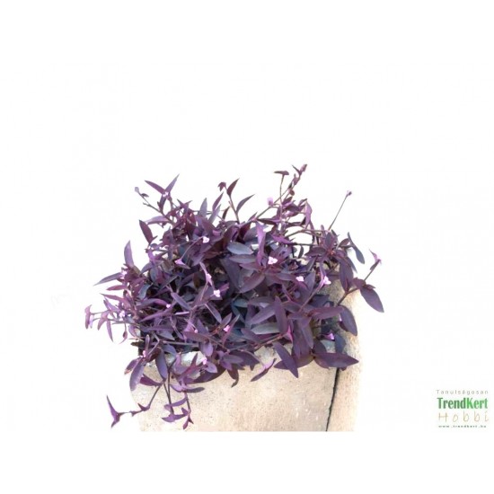 Lila pletyka - Setcreasea Purple Queen