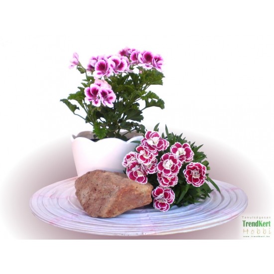 Angol muskátli - Pelargonium Grandiflorum Cynthia