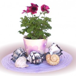 Angol muskátli - Pelargonium Grandiflorum Franni