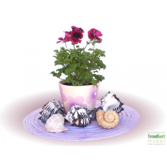 Angol muskátli - Pelargonium Grandiflorum Franni