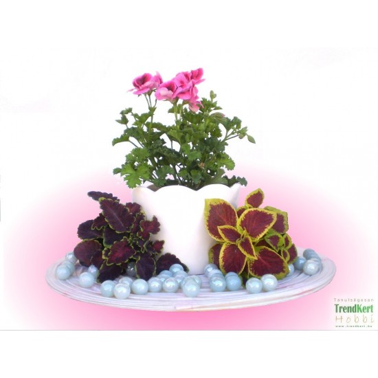 Angol muskátli - Pelargonium Grandiflorum Jolenta