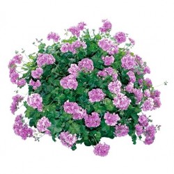 Félfutó muskátli lila - Pelargonium Ivy Ballon Lilac 