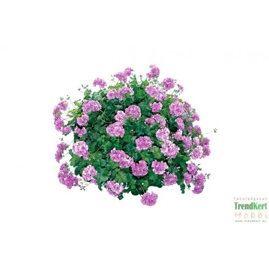 Félfutó muskátli lila - Pelargonium Ivy Ballon Lilac 