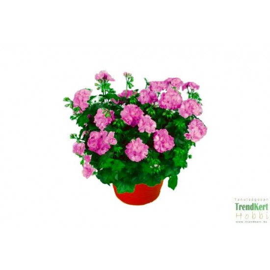 Félfutó muskátli Orchidea - Pelargonium Ivy Ballon Orchid 